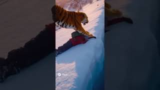 Animal saving humans #animals #rescue #human