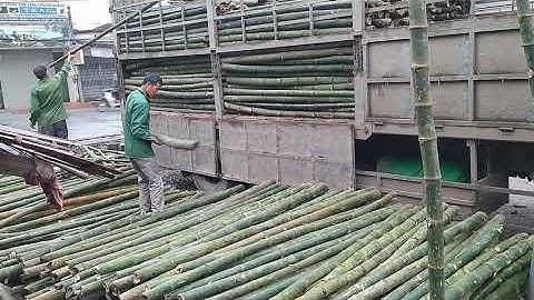 Cọc Tre Gai Thanh Hóa ( hàng rẻ )- Cọc tre đóng móng nhà