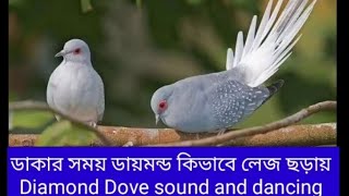 Diamond dove sound and dancing screenshot 4