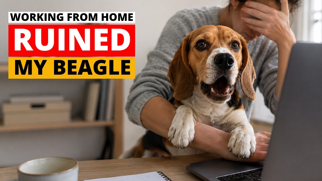 Working From Home Causing MAJOR PROBLEMS in Beagle
