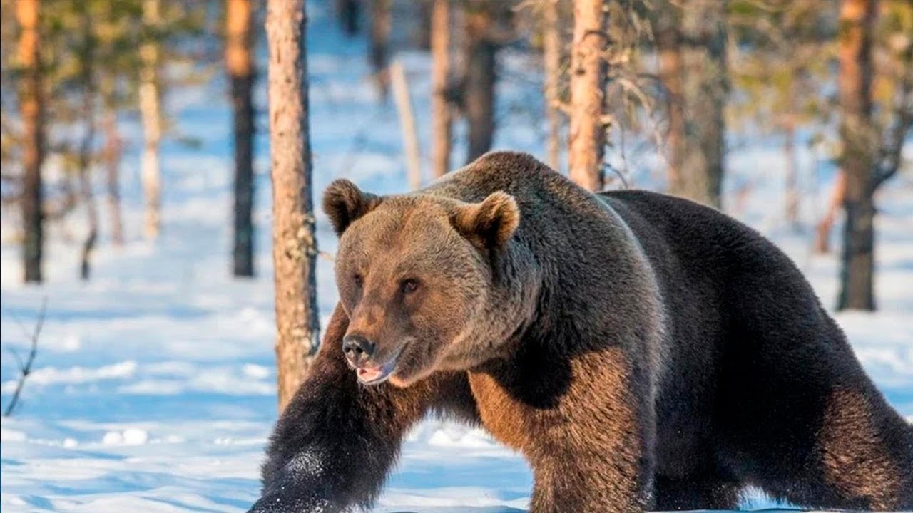 /МЕДВЕДЬ- ШАТУН / УРОК ЖИЗНИ/