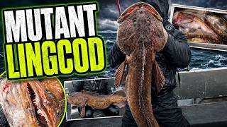 Giant LINGCOD In HAIDA GWAII, BC