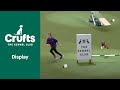 Training a Staffie is Child&#39;s Play | Crufts 2022