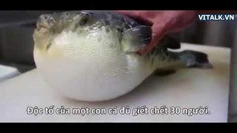 Vì sao người Nhật bỏ hàng trăm USD ra ăn cá nóc độc chết người