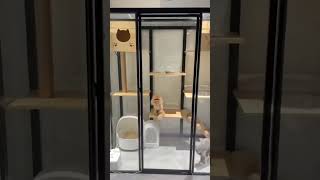 Download Lagu cat villa#DIY cat house#cats#custom large space cat cage#catlife MP3