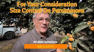 Fuyu Persimmon Tree Size Control. How Many Persimmons Do You Need? Prune To Just The Right Height.