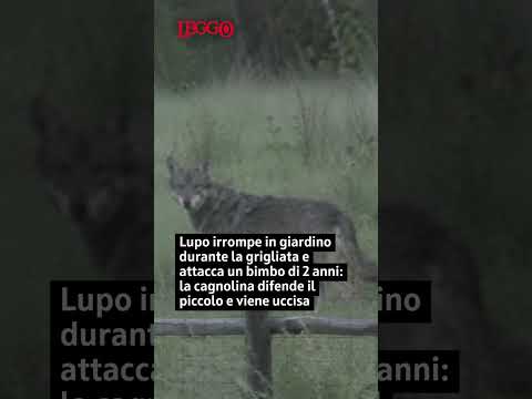 Video Lupo irrompe in giardino e attacca un bimbo di 2 anni: la cagnolina lo difende e viene uccisa