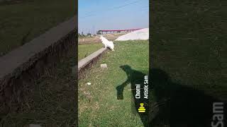 Indian Spitz full play time #funny #dog #spitz #doglover #funnymusic b #puppy