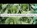 Секреты выращивания капусты.