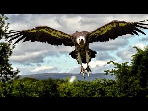 Puppet Tool Moving Pictures (After Effects)
