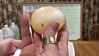 Osmosis Experiment: Dissolving Egg Shells with Vinegar: Day 3