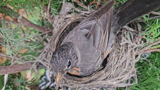 American Robin Building a Nest