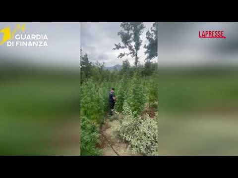 Video Campobasso, scoperta maxi piantagione marijuana a Salcito