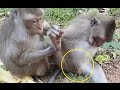 Monkey finding lice, monkey find lice, monkey eating corn, monkey eat corn