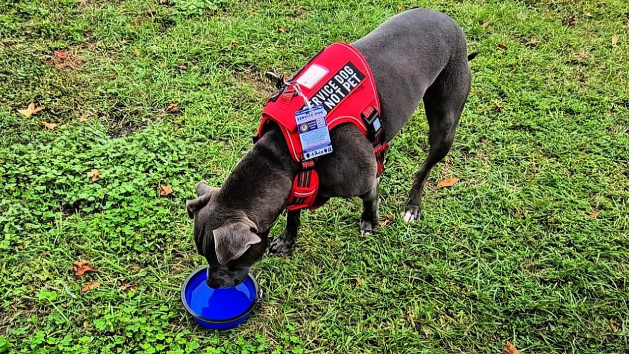 Kytely Large Collapsible Dog or Cat Bowls makes travel a breeze!