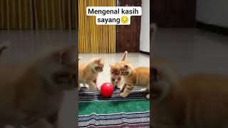 Mengenal kasih sayang 😔