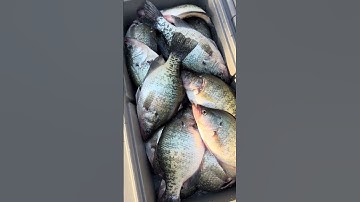 Another day another cooler full of big crappie! #crappiefishing #crappie #fishing  #fish