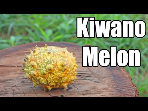 Video: Kiwano Au Tikiti Yenye Pembe