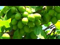 The Canadian Garden  &quot; Our Fruit Trees&quot; -  YouTube