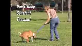 Недоуздок для собак(http://goo.gl/YBxLRH Easy Walk™ (Gentle Leader) Headcollar - это удобное и стильное решение, чтобы помочь владельцам собак управлять..., 2013-12-20T09:52:40.000Z)