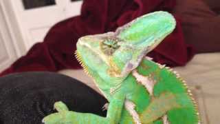 Chameleon eating with Syringe by Thiago Oliveira 12,763 views 10 years ago 2 minutes, 30 seconds