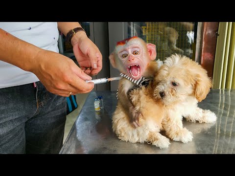 Dad and Monkey KaKa take susu dog for vaccination