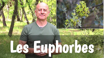 Où planter des euphorbes ?