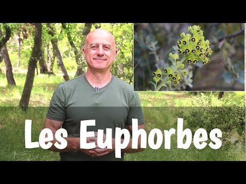 Vidéo: Euphorbia Ou Euphorbia: Espèces, Plantation Et Reproduction