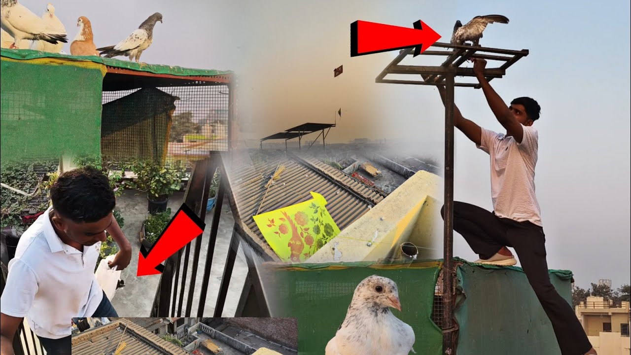 New 🕊️ Kabootar || Chhat Pe 🪁 Girr GyA 😥