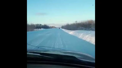 МЕДВЕДИ НЕ СПЯТ И ЗИМОЙ