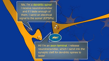 BrainU video: Synapses Change!