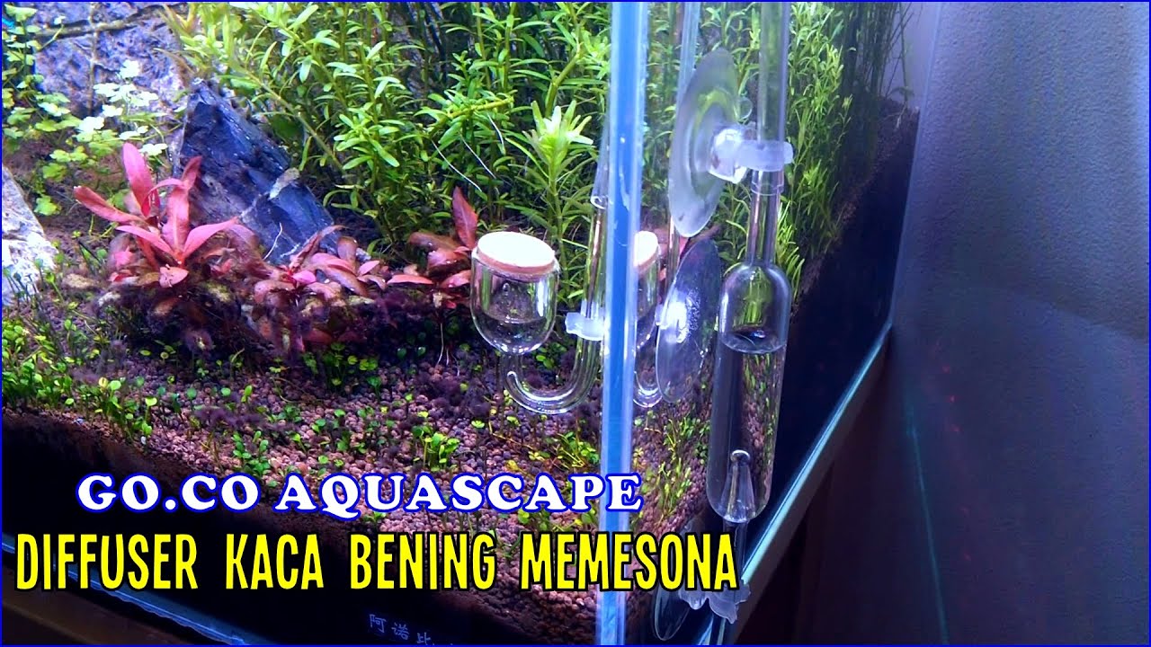  Toko  Peralatan Aquascape Di  Jogja  Aquascape