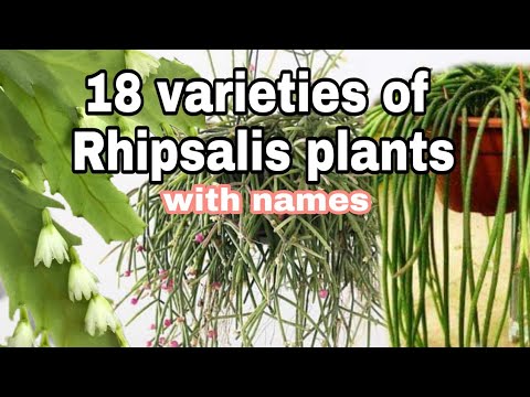 18 different types and varieties of rare Rhipsalis varieties