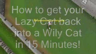 How to get your Lazy cat to a Wily cat in 15 minutes!