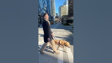 How are guide dogs matched with blind people? #shorts