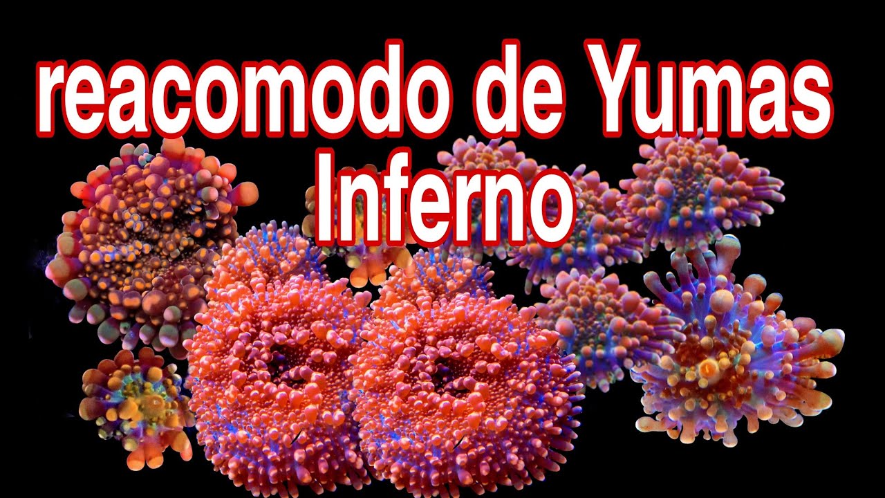 reacomodando Ricordea yuma