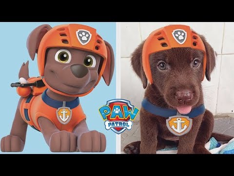 Video: ¿Cuánto tiempo vive Paw Patrol?