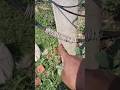 Transformer me Wire Jal Jaye to Connection Kaise Kare | #viral vlog #