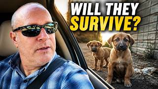 Will These Puppies Survive the Streets of San Antonio? Exposing The Homeless Dog Crisis!