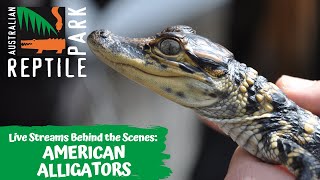 ADULT & BABY ALLIGATORS (LIVE FOOTAGE) | AUSTRALIAN REPTILE PARK