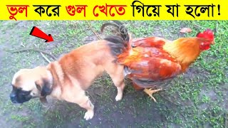 পশু পাখির আজব কান্ড ক্যামেরায় ধরা পড়া | Messed with wrong enemy (Part-3) | রোমাঞ্চকর | mayajaal screenshot 5