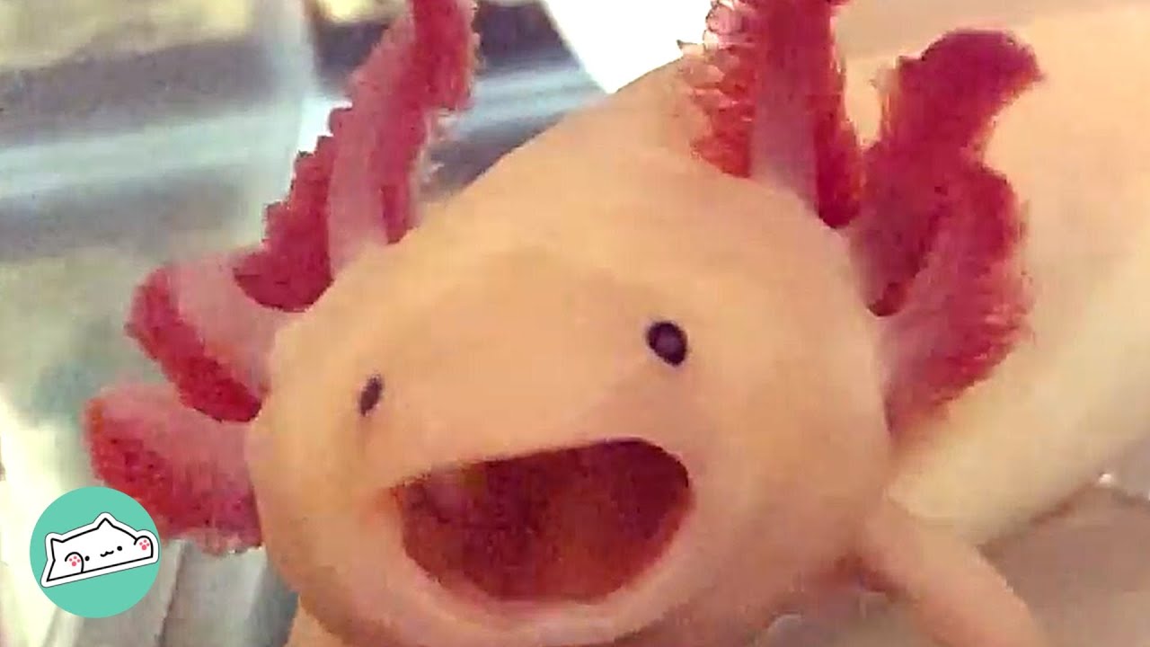 Axolotls