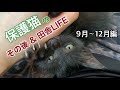 【保護猫】仔猫は甘えん坊から暴れん坊⁉︎【不育症】の夫婦は再検査の３ヶ月　原因は・・・