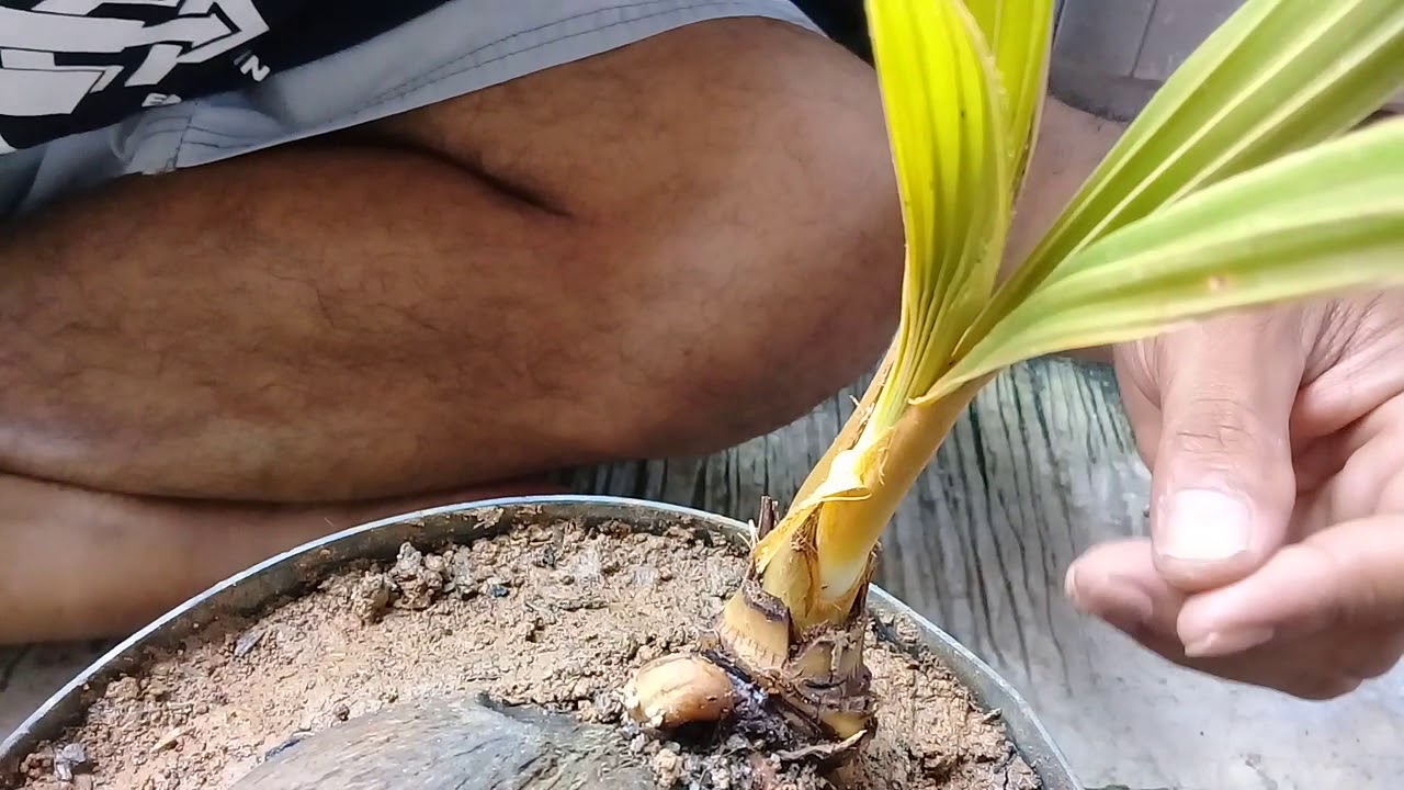 Cara bonsai  kelapa  agar berdaun kecil  YouTube