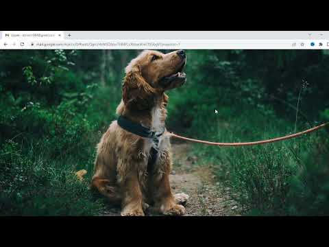 Βίντεο: Ονειρεύομαι Weenie: Τα όνειρα σκύλου αποκωδικοποιούνται