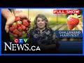 Strawberry producers feel effects of a slow start to the season | CTV News at 5 for July 8, 2026