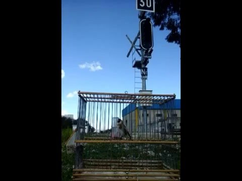 Chardonneret Sauvage Khalwi 2016 Goldfinch تغريد مقنين خلوي 8 أشهر 