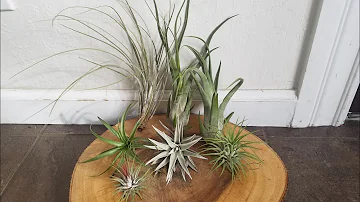 Como cuidar de uma planta aérea?