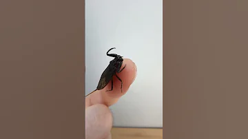 Он может жить в твоём бассейне! Ужасный водяной скорпион.