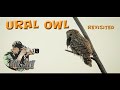 Photographing an Ural owl in a nest